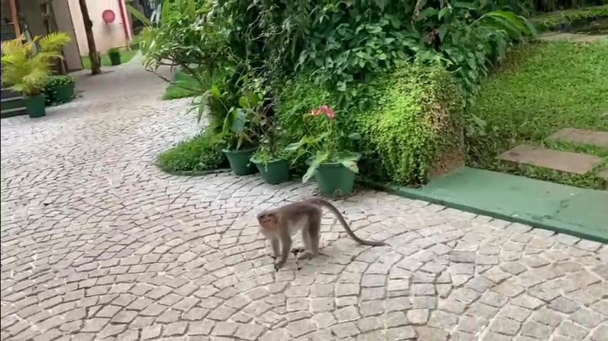 Cardamom hotel monkey